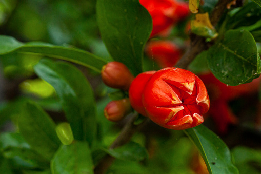 View of springtime pomegranate flowers.