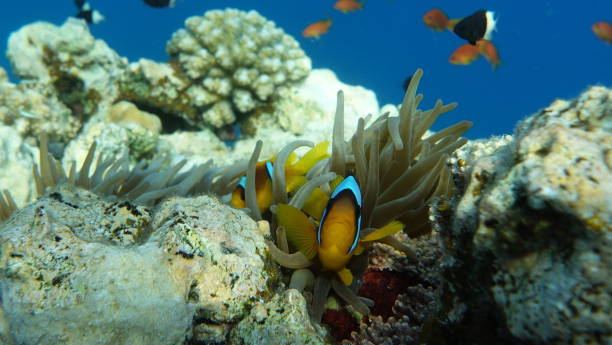 istock Clown fish amphiprion (Amphiprioninae). Red sea clown fish. 1322154387