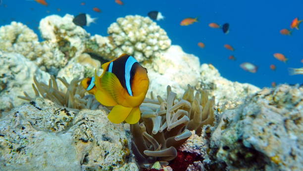 istock Clown fish amphiprion (Amphiprioninae). Red sea clown fish. 1322154392
