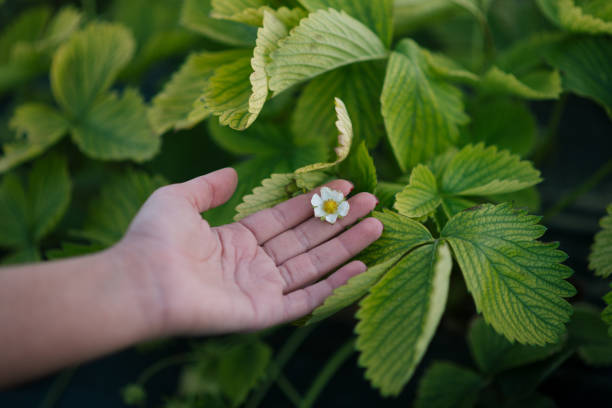 Close-up of a hand holding wild strawberries with a ladybug on a green blurred background, capturing the essence of nature and summer.