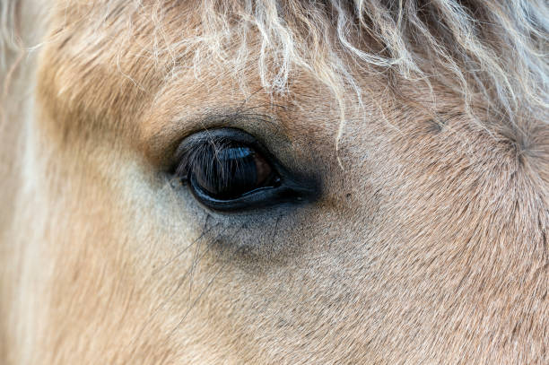 istock Close up of a horse's eye 1322155022