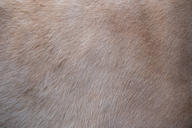 Close-up of light-haired horse hair