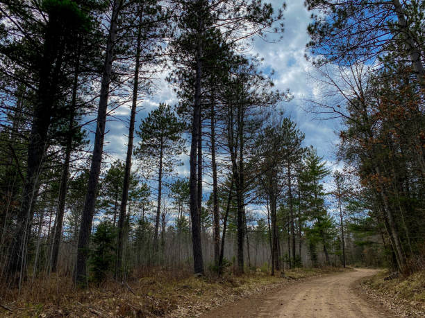 istock Wisconsin trail with tall pine trees. 1322155310