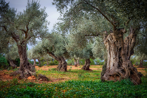 The olive, known by the botanical name Olea europaea, meaning \