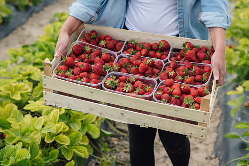 Female worker is carrying freshly picked strawberries on field. Top view of crate full of strawberries in hands of young woman on field.