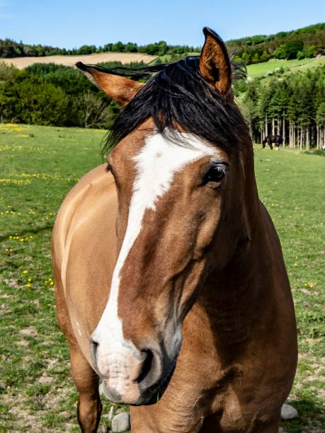 istock Beautiful Brown Horse. 1322156669