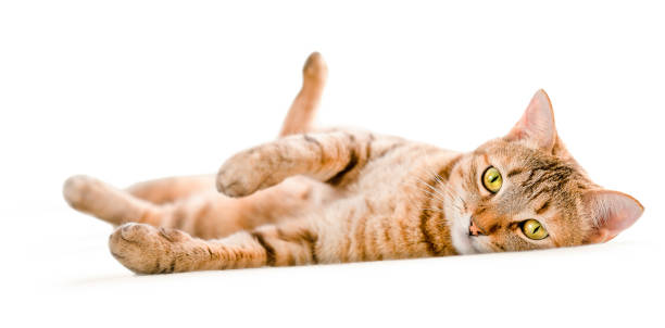 istock The cat is lying on its back, isolated on a white background 1322156996