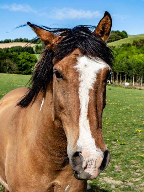 istock Horse Of Rural Selkirkshire. 1322158278