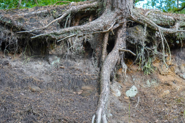 istock Exposed tree roots due to soil erosion 1322159818