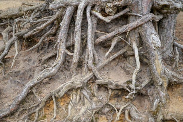 istock Exposed tree roots due to soil erosion 1322159871