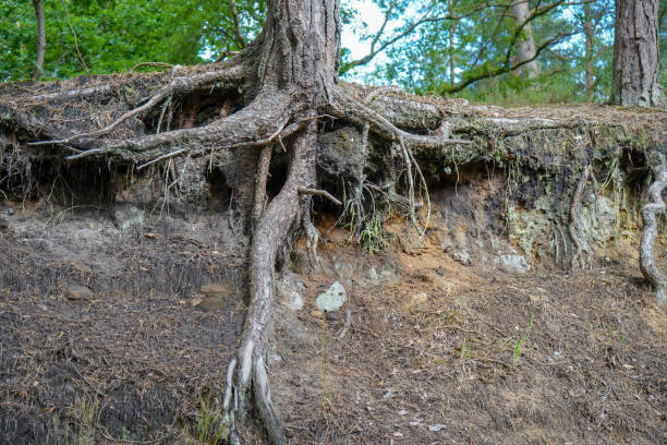 istock Exposed tree roots due to soil erosion 1322159969