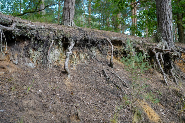 istock Exposed tree roots due to soil erosion 1322160006