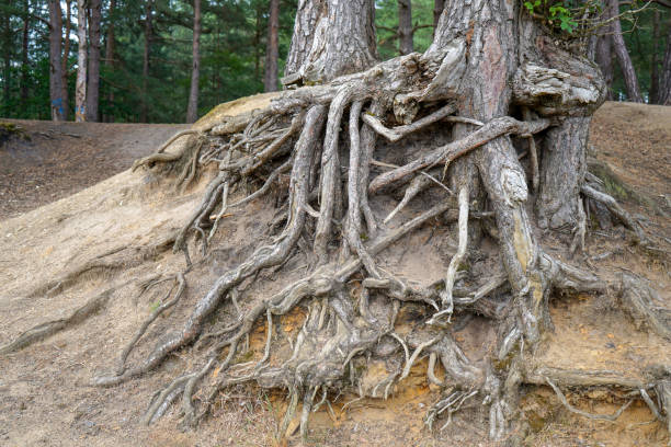 istock Exposed tree roots due to soil erosion 1322160063