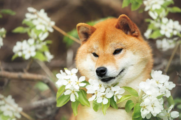 schöne shiba inu hund posiert vor dem hintergrund der zweige von blühenden apfelbaum - young animal nature outdoors branch stock-fotos und bilder