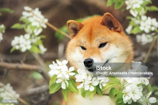 Beautiful Shiba Inu Dog Posing Against The Background Of Branches Of Blooming Apple Tree Stock Photo - Download Image Now