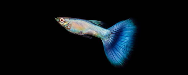 알비노 코랄 블루 테일 구피 - hobbies freshwater fish underwater panoramic 뉴스 사진 이미지