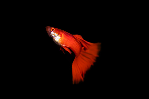Guppy Pictures | Download Free Images on Unsplash