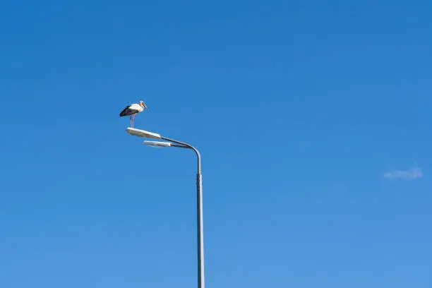 A stork stands on a plafond of a street lamp against the backdrop of a clear blue sky. There is one small cloud. Background.