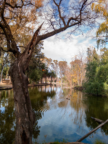 istock reflections in a lake with trees and vegetation 1322161177
