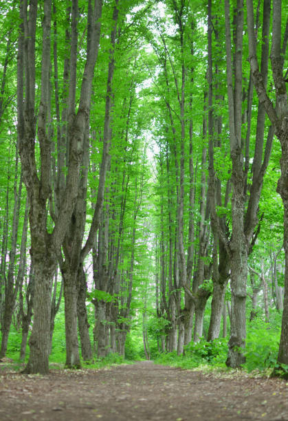 istock summer forest in the early morning 1322162254