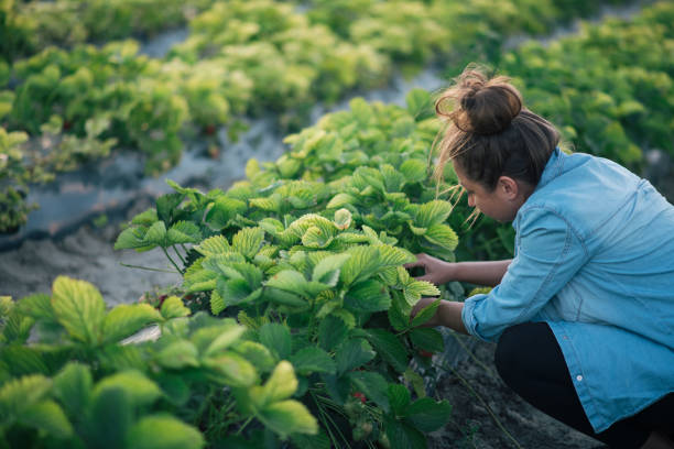 Woman squatting in the middle of the strawberry filed and picking strawberries. Field with strawberry harvest, farmer picking strawberries, organic farming concept.