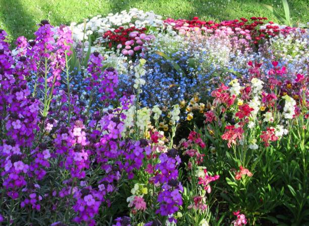 istock Pretty Colourful Mixed Flower Bed In The Garden In Spring 1322162333