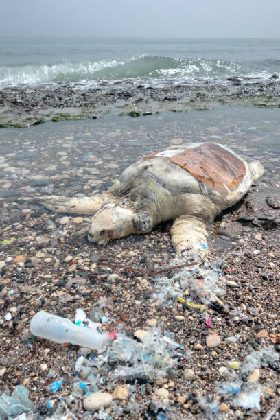 istock sea ​​pollution.a sea turtle drowned and died on the shore from plastic waste 1322162435