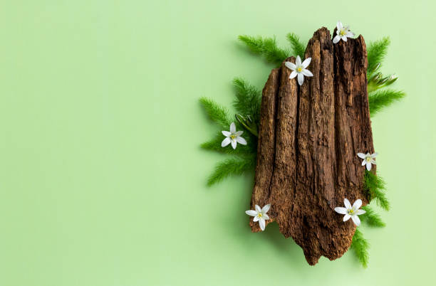 istock Creative composition of bark tree and spring flowers on green background. 1322163459