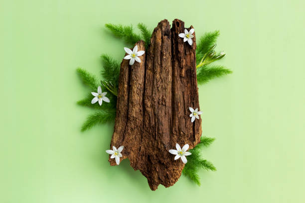 istock Creative composition of bark tree and spring flowers on green background. 1322163460