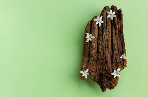 istock Flat lay of creative composition of tree bark and bloom flowers with copy space. 1322163476