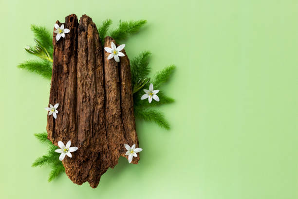 Flat lay of creative composition of tree bark and bloom flowers with copy space.