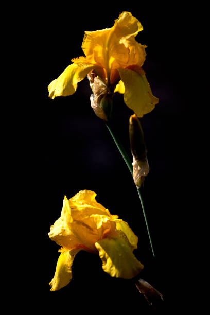 istock On a black background, a delicate yellow flower. 1322165745