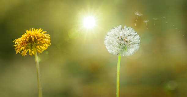istock Dandelion blowball with flying seeds in sunlight 1322165957