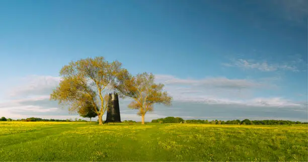 View across open pasture with flowering buttercups and disused mill flanked by two trees  on the horizon at sunrise on the Westwood in Beverley, Yorkshire, UK.