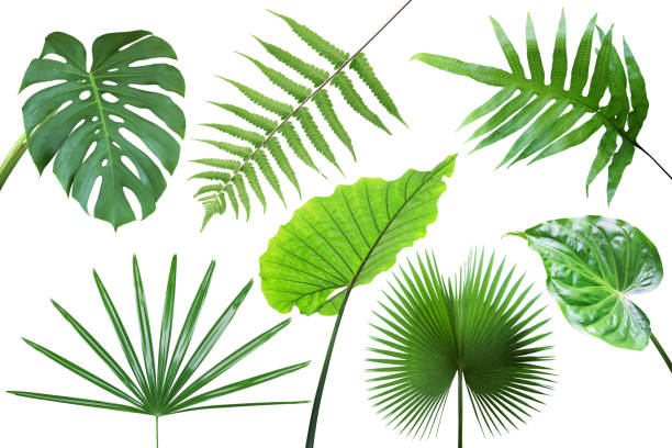 istock Set of Tropical Leaves Isolated on White Background with Clipping Path 1322166197