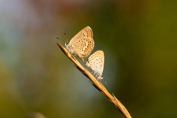 istock Two small butterflies are mating. They sit on dry grass. The background is blurred. 1322166927
