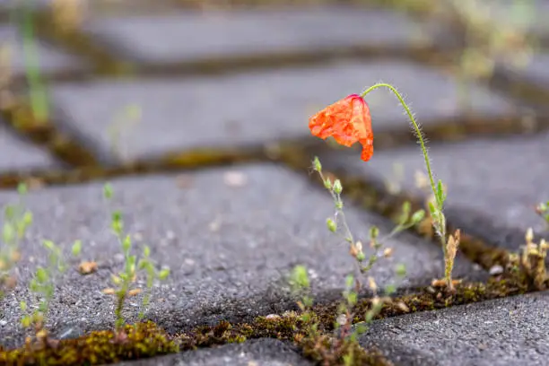 Single red Corn poppy, Papaver rhoeas, growing between cement paving stones in a walkway alongside other weeds in spring