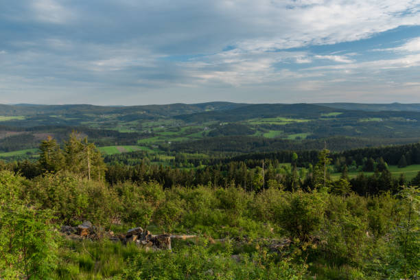 istock Fallen trees after bark beetle atack in Sumava national park 1322167329
