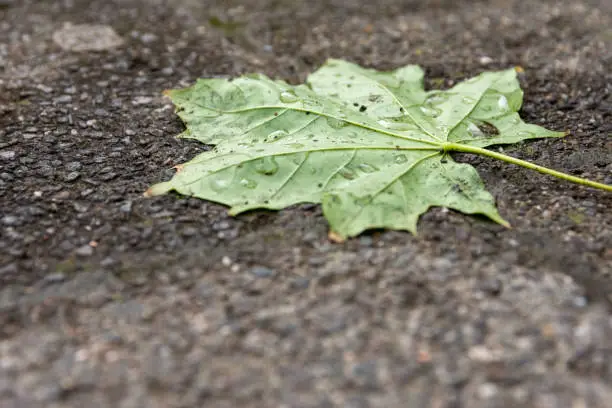 Wet fallen green leaf with glistening raindrops on a paving stone with copyspace in a low angle oblique view after a seasonal rain storm