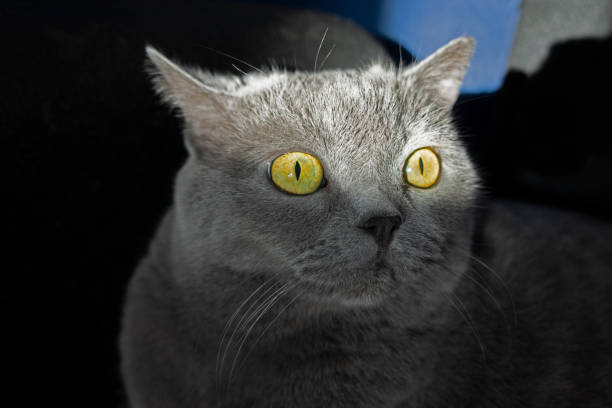 istock Domestic Cat british shorthair 1322169324