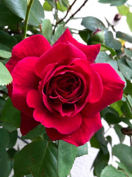 istock Colorful Flowers in Park 1322169334