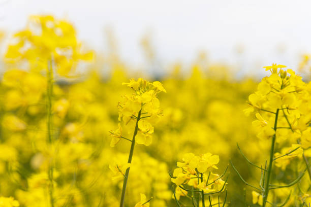 istock A close up of a canola flower 1322169776