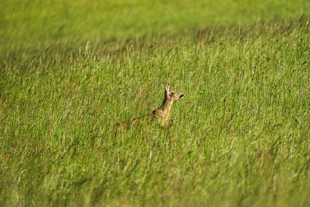 istock a deer is running in the high grass of a meadow 1322170813