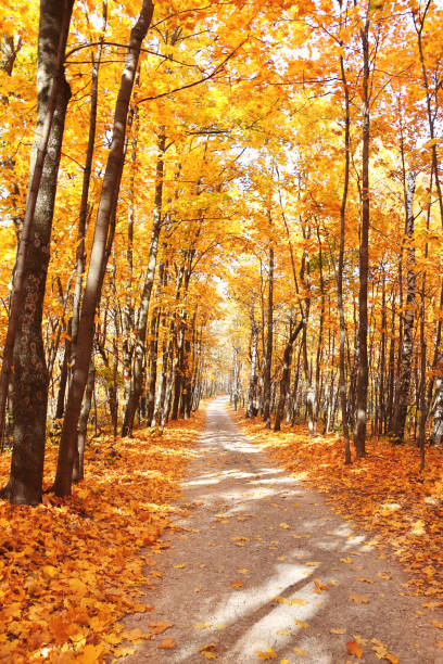 istock Calm fall season. Road in autumn forest 1322170855