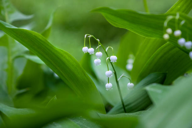 Delicate, white flowering lilies of the valley.
