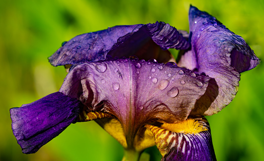 Tao of Iris series. Iris flower close-up with fine texture details on subject of Forces of Nature and the plant world.