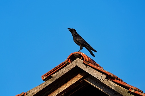 black bird against a blue sky