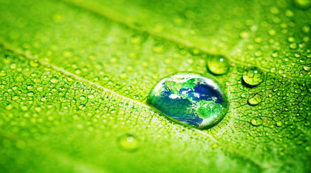 Earth reflection in Water Drop on Green Grass Leaf stock photo