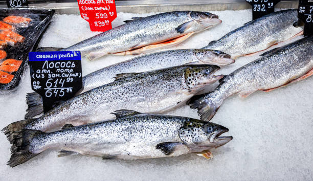 istock Fresh salmon fish n the counter in ice 1322172151