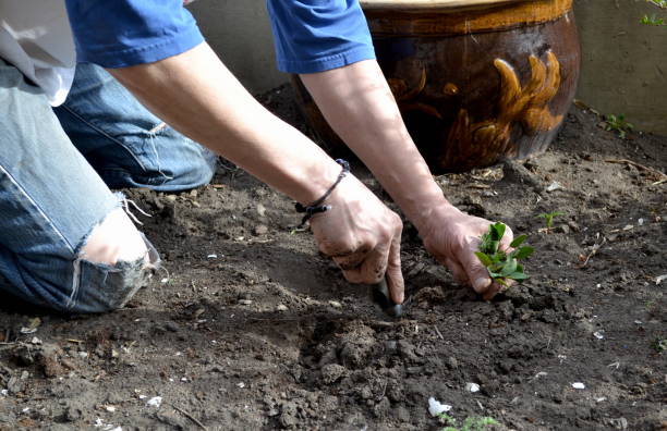 istock Urban Garden Vegetables 1322173350